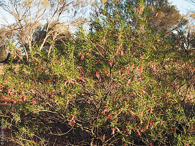 Eremophila latrobei ssp. glabra plant Denzel Murfet Marla